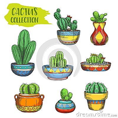 Set of isolated cactus in pot, cactaceae in plate Vector Illustration