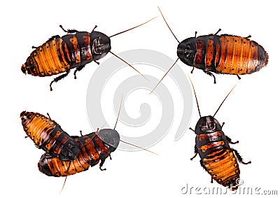 Set of isolated cockroach on white background. Closeup madagascar hissing cockroach isolated on white background Stock Photo