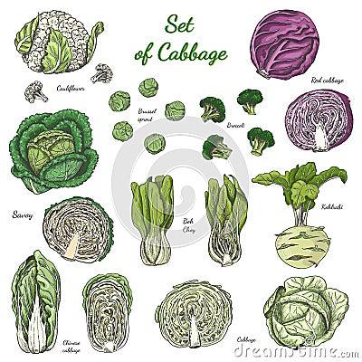 Set of isolated colored cabbage on white background Vector Illustration