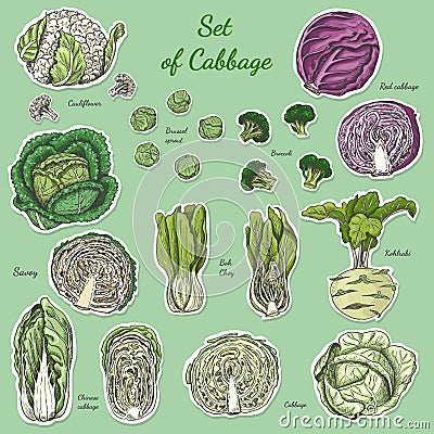 Set of isolated colored label cabbage Vector Illustration