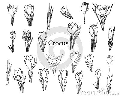 Set of isolated crocus. Vector Vector Illustration