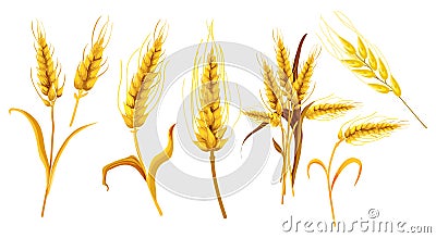 Set of isolated ear spica or wheat spikes Vector Illustration