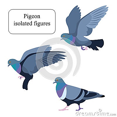 Isolated figures of a a going, flying and fluttering rock pigeon Vector Illustration