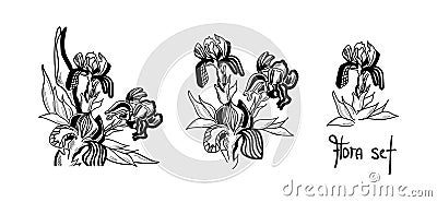 A set of isolated iris flowers are drawn graphically with the inscription Flora set. Vector Illustration