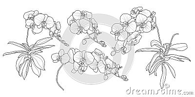 Set of isolated orchid branch in 4 styles set 3. Vector Illustration