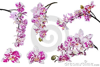 Set of isolated orchid flowers with large pink spots Stock Photo