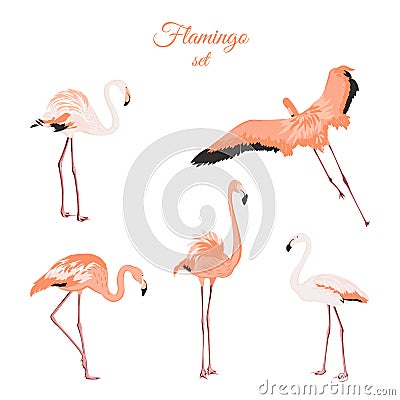 Set of isolated pink flamingos on white background Cartoon Illustration