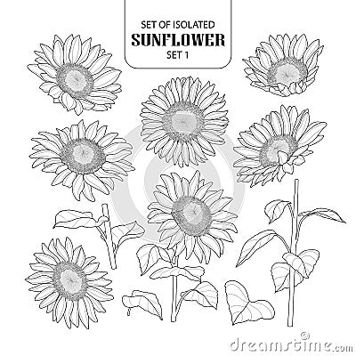 Set of isolated sunflower set 1. Vector Illustration