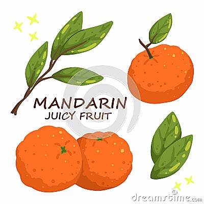 Set of Isolated tangerines with green leaves. Whole tangerines or mandarins orange fruits isolated on white background. Vector Vector Illustration