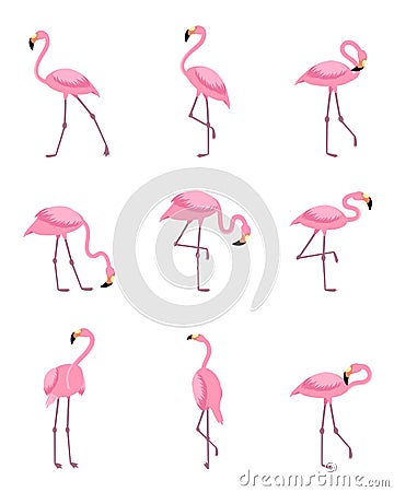 Set of isolated tropical greater flamingo Vector Illustration