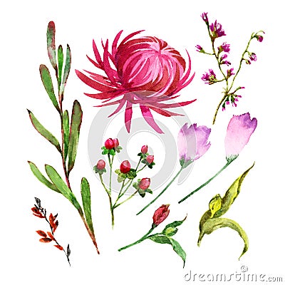 Set of isolated watercolor bright exotic plants, flowers. Stock Photo