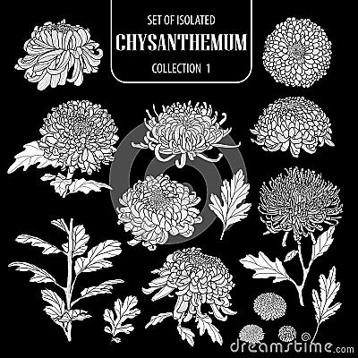 Set of isolated white silhouette chrysanthemum collection 1.Cute hand drawn flower vector illustration in white plane and no outli Vector Illustration