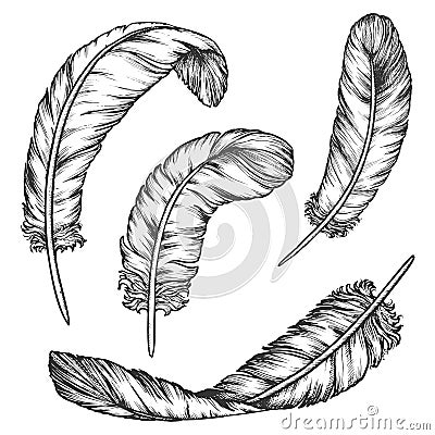 Set of isolated writing quill sketch, bird feather Vector Illustration