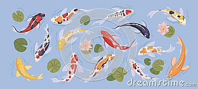 Set of japanese colorful koi carp fish in decorative japan traditional pond. Collection with goldcarps and nelumbo Vector Illustration