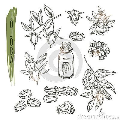 Set of jojoba elements. Vector realistic sketch of organic plant. Vector Illustration
