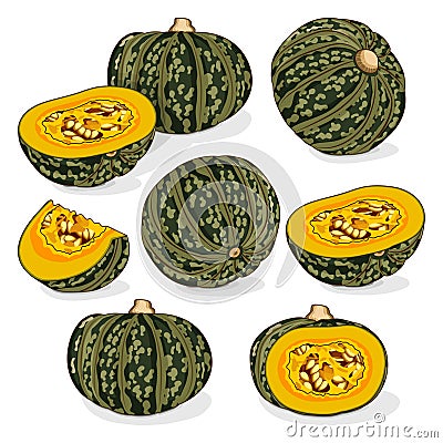 Set of Kabocha winter squash pumpkins. Clipart. Vector Illustration