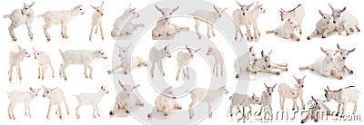 Set kids of a goat, isolated Stock Photo