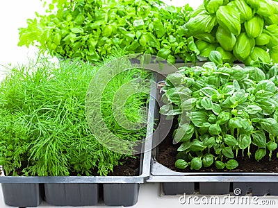 3D Illustration Set of kitchen herbs - AI Art Stock Photo