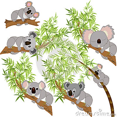 Set of koalas on tree resting different vector Vector Illustration