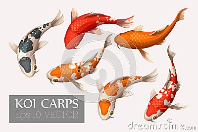 Set of koi carps Vector Illustration