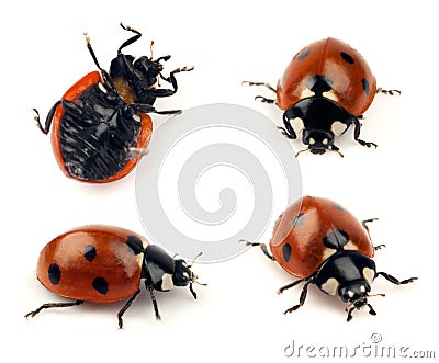 Set of lady bug shots Stock Photo