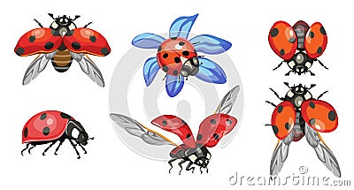 Set Ladybugs, Cute Ladybirds Isolated on White Background, Funny Red Insects With Black Dots and Outspread Wings Vector Illustration
