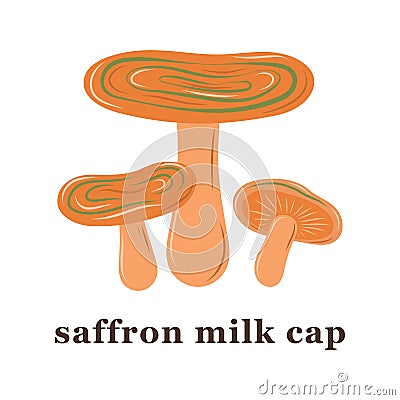 Set of large and small saffron milk cap mushrooms. edible mushrooms. Vector Illustration