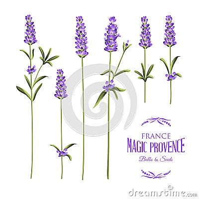 Set of lavender Vector Illustration