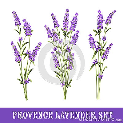 Set of lavender Vector Illustration