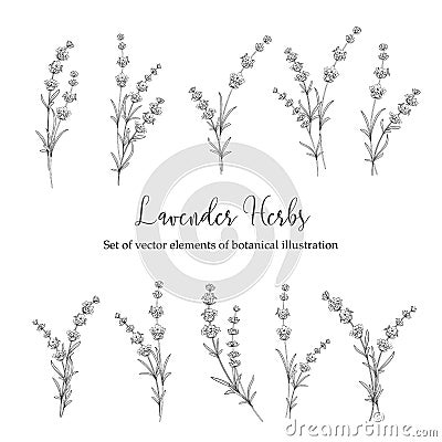 Set of lavender flowers. Vector Illustration