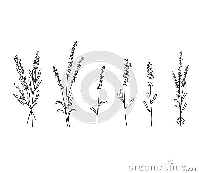 Set of lavender flowers in line style. Collection of wildflower plants and bouquet of lavender branches. Vector Vector Illustration