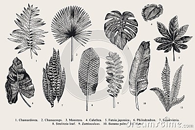 Set Leaf. Exotics. Vintage vector botanical illustration. Vector Illustration