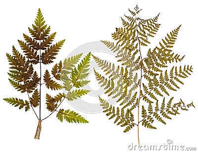 Set of leaf fern pressed Stock Photo