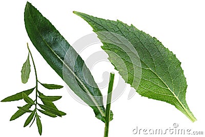 Set of Leaf Stock Photo