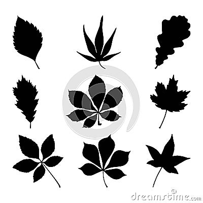 Set of leaf silhouettes. The image of the leaves in black Vector Illustration