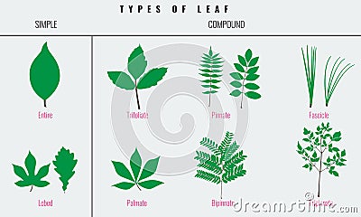 Set of Leaf types infographics. Silhouette Vector Vector Illustration