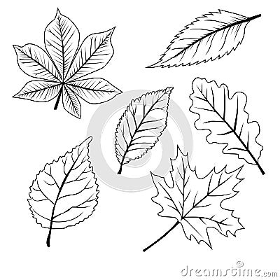 Set of leafs Vector Illustration