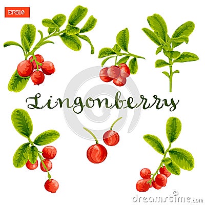Set of leaves and berries of lingonberry plant Vector Illustration