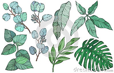 Set with leaves. Botanical illustration. Foliage, monstera, eucalyptus. Floral set. Vector Illustration