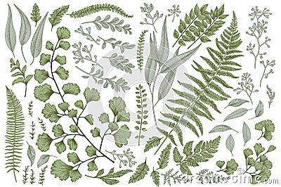 Set with leaves and ferns. Vector Illustration