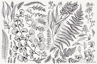 Set with leaves and ferns. Vector Illustration