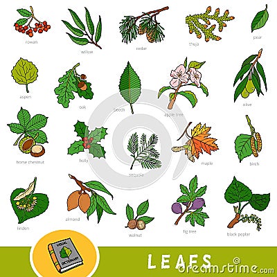 Set of leaves and fruits, collection of vector nature items with names in English. Cartoon visual dictionary for children about Vector Illustration