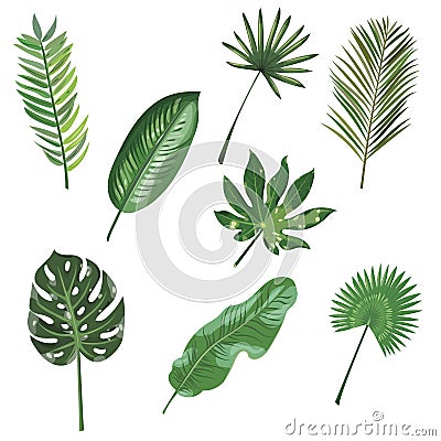 Set of leaves of tropical plants. Collection of exotic leaves. Colored Vector illustration. Vector Illustration