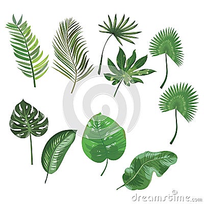 Set of leaves of tropical plants. Collection of exotic leaves. Colored Vector illustration. Vector Illustration