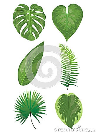 Set of leaves of tropical plants. Collection of exotic leaves. Colored Vector illustration. Vector Illustration