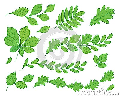 Set of leaves of various trees. Isolated green leaves on a white background. Vector Illustration