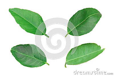 Set of lemon leaf isolated on white Stock Photo