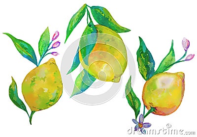 Set of lemons on a branch Stock Photo