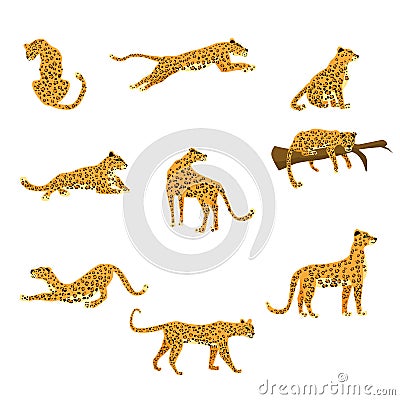 Set of leopards in various poses cute trend style, animal predator mammal, jungle. Vector illustration isolated on white Vector Illustration