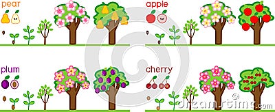 Set with life cycles of different garden fruit trees apple, pear, plum and cherry. Vector Illustration